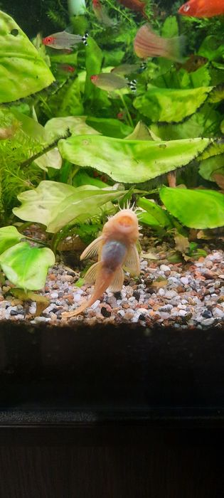 Zamienię Glonojady dorosłe samce  albinos