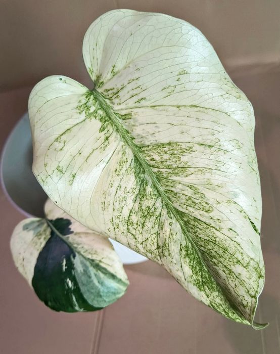 Monstera white tears