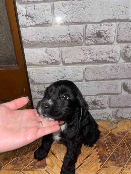 Кокер спаніель 4800 грн.