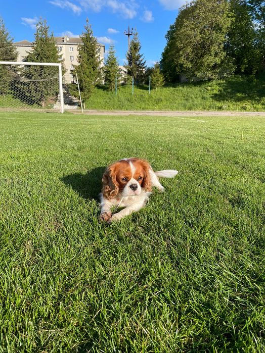Вʼязка Кавалер Кінг Чарльз Спаніель