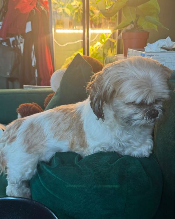 Suczka Shih tzu - 10 letnia