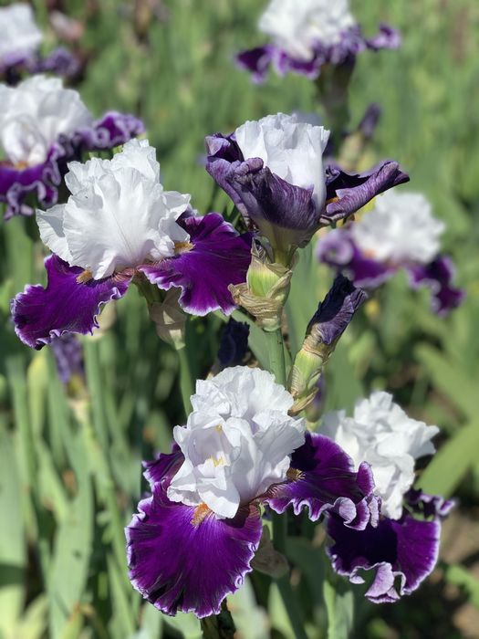 Високі бородаті іриси