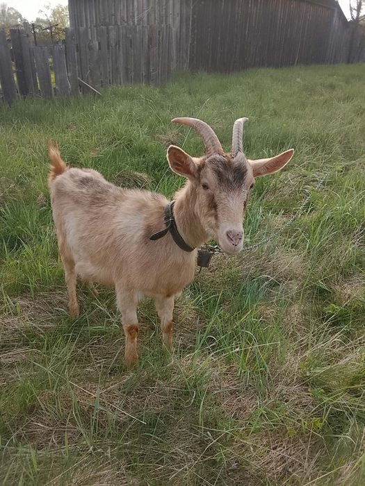 Koza alpejska dojna