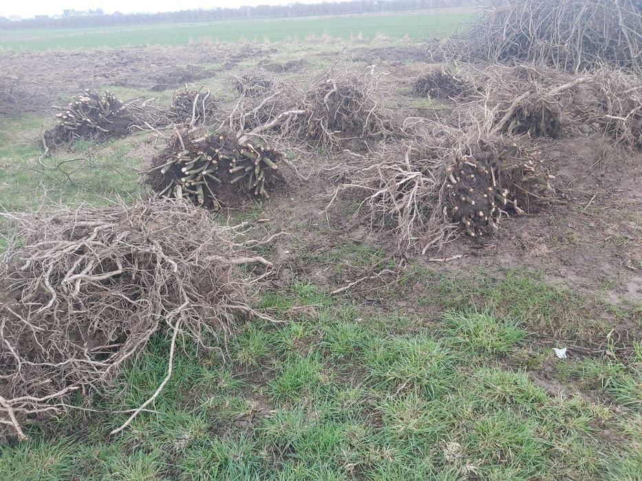 Oddam za darmo korzenie aronii