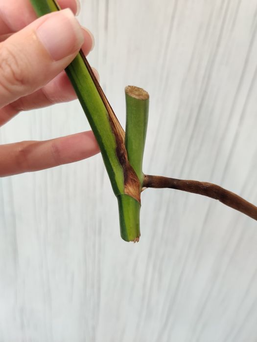 Corte fresco de monstera aurea