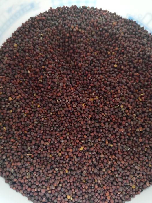 Продам чорну гірчицю (зерно)