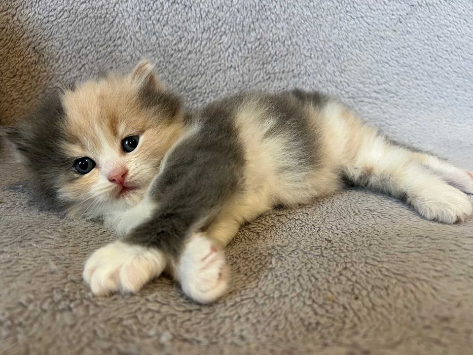 віддам в добрі руки кошеня