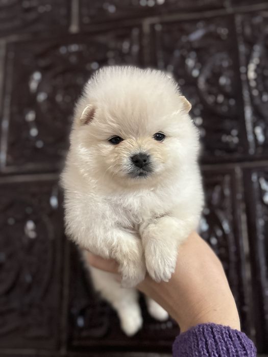 Шпіцик дівчинка