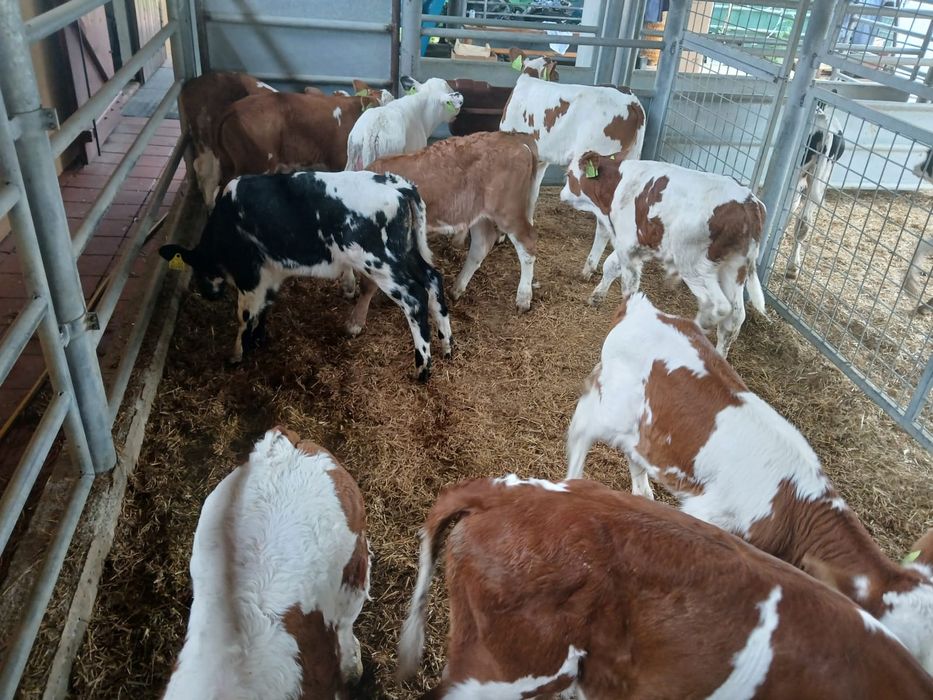 Byczki mięsne oraz krzyżówki samodzielne