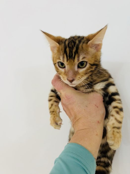 Kocurek bengalski . Legalna hodowla