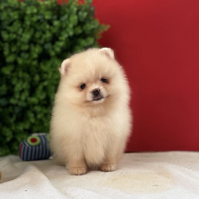 лялькова дівчинка шоу классу