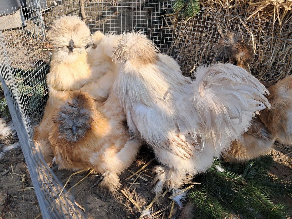 Jaja jajka silki USA