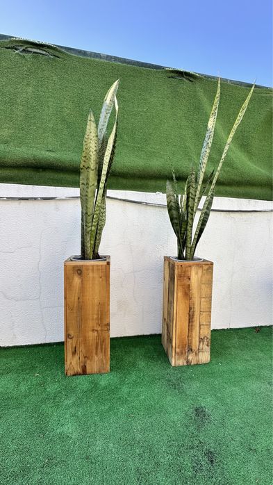 Planta e vaso com espada de São Jorge