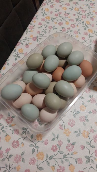 Ovos caseiros para consumo e criaçao