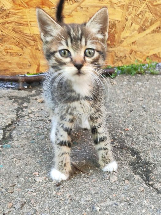 Котята котики отдам котенок мальчик