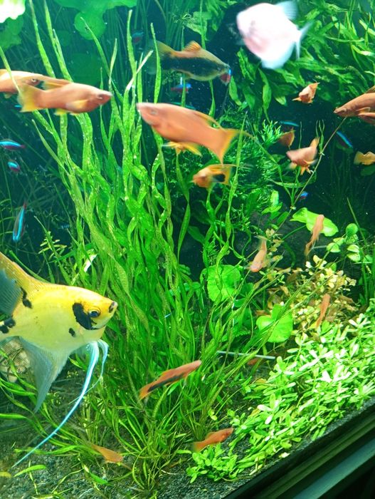 Echinodorus vesuvius