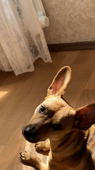 Відпємо собаку, шукажмо нового власника.