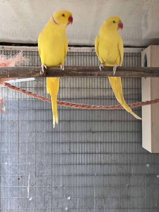 Casal de Ring necks adulto