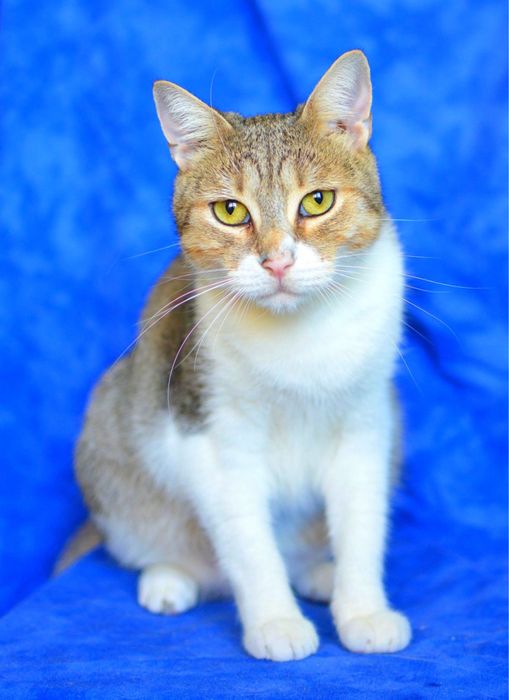 Молодий котик безкоштовно / молодой котик, бесплатно Дніпро
