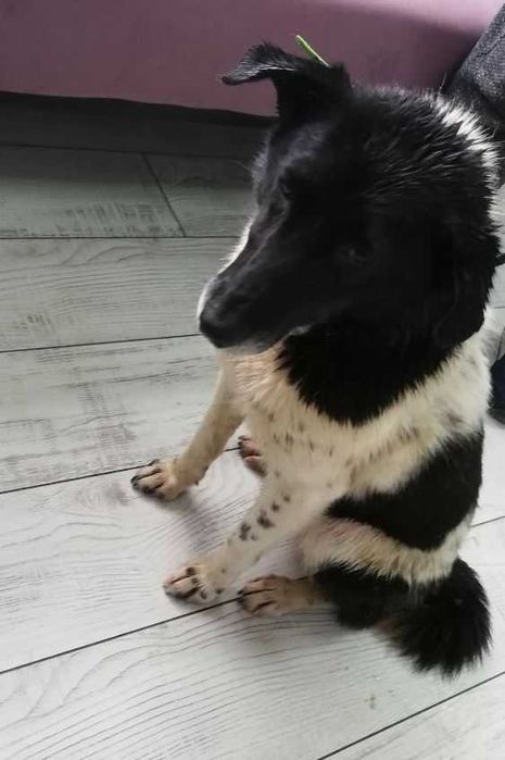 Надзвичайно добра і спокійна собака шукає дім