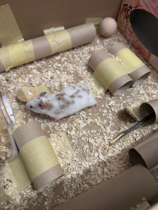 Chomik syryjski samiec oddam w dobre ręce