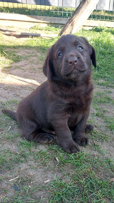 Labrador czekoladowy