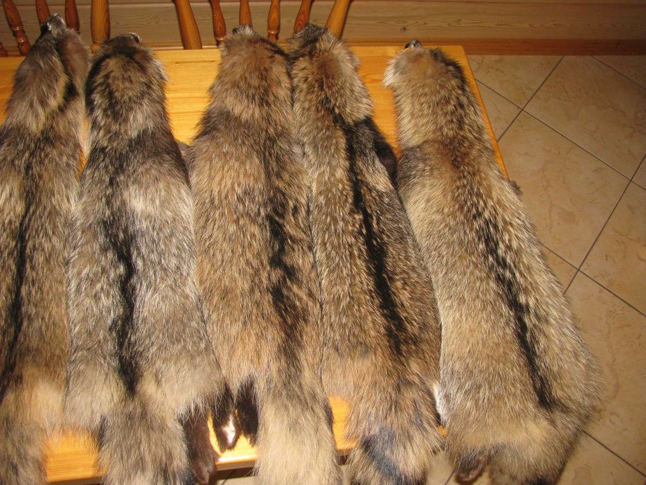 skóra z jenota leśnego