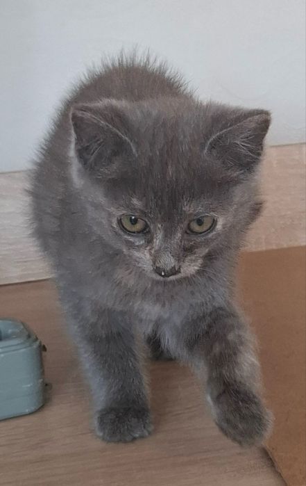 Котята в хорошие руки