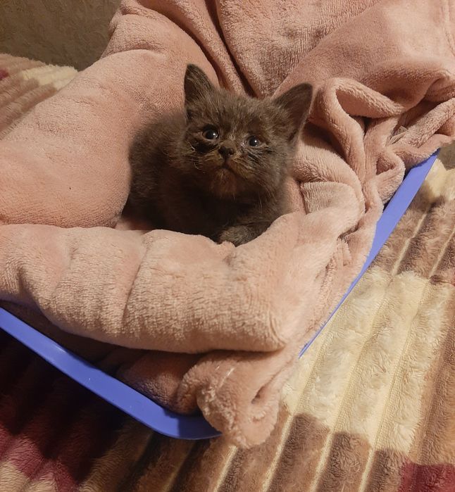 Котятам очень нужна семья