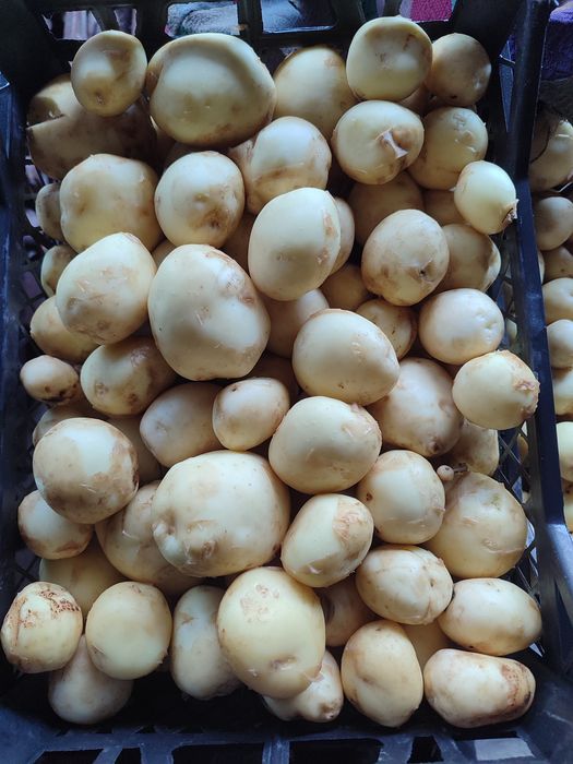 Молодой картофель