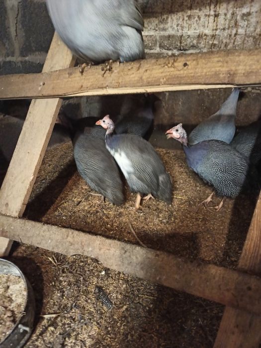 Perliczki samice i samce