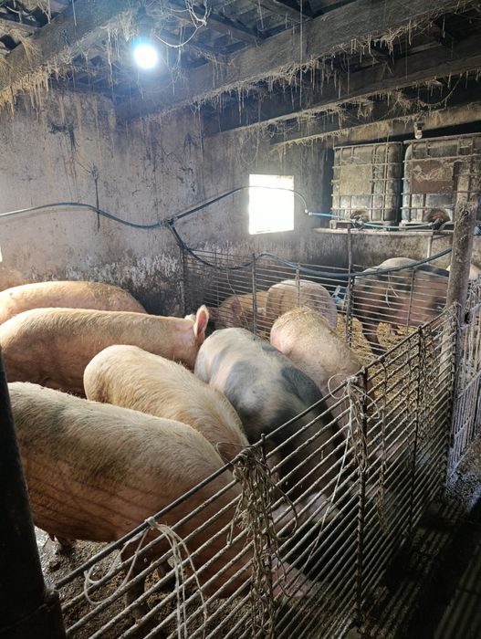 Продам поросята живою вагою