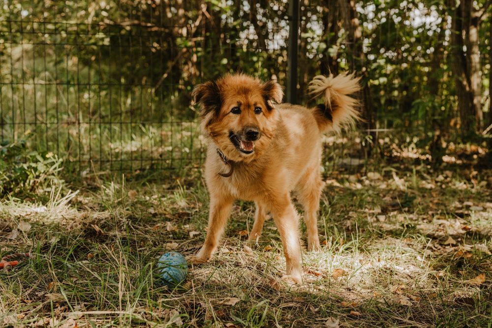 Ciapek /Ricco czeka na swoj dom