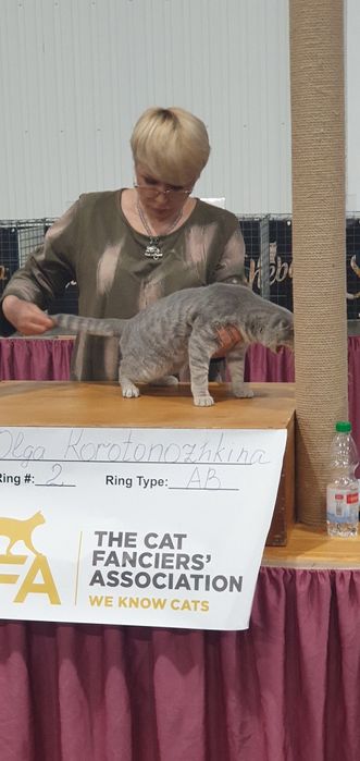 Скоттиш фолд,мальчик