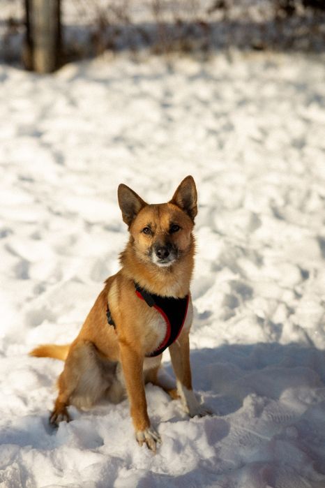 Рудий песик Джинджер шукає дім
