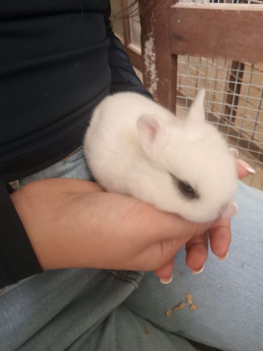 Coelhos mini anão