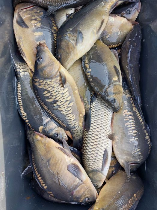 Ryby żywe: karp, amur, tołpyga