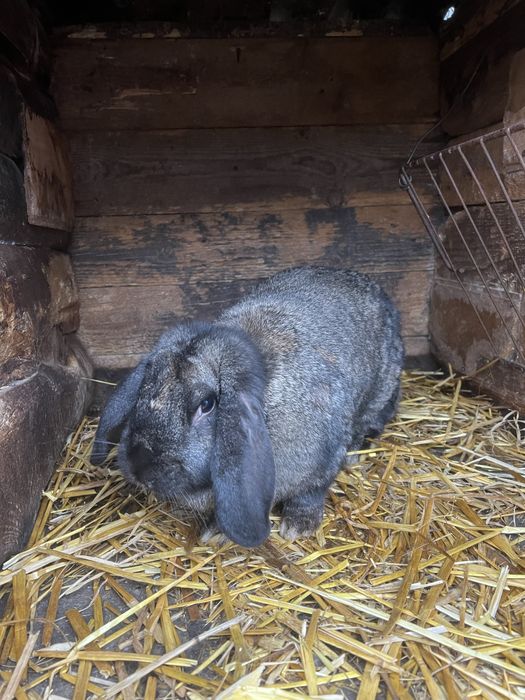 Самка Французкий баран