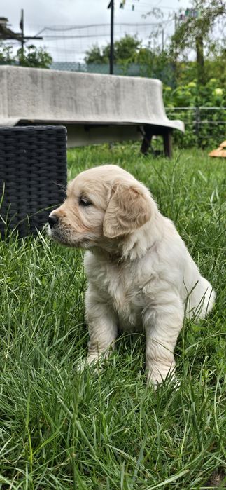 Golden retriever zkwp fci szczenię
