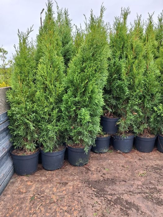 Tuja  Szmaragd i Thuja Brabant 5 Litrowa Doniczka !