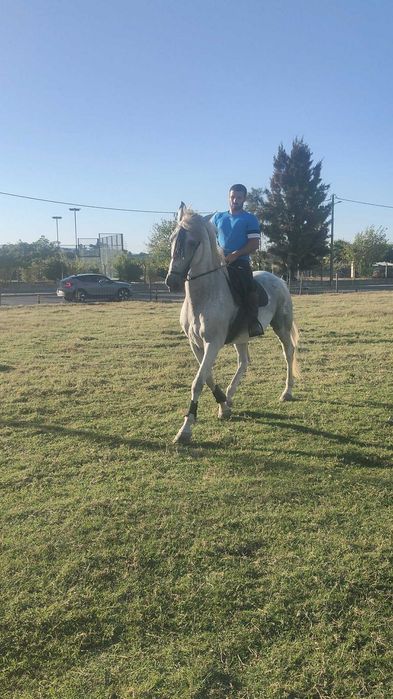 Cavalo    capado