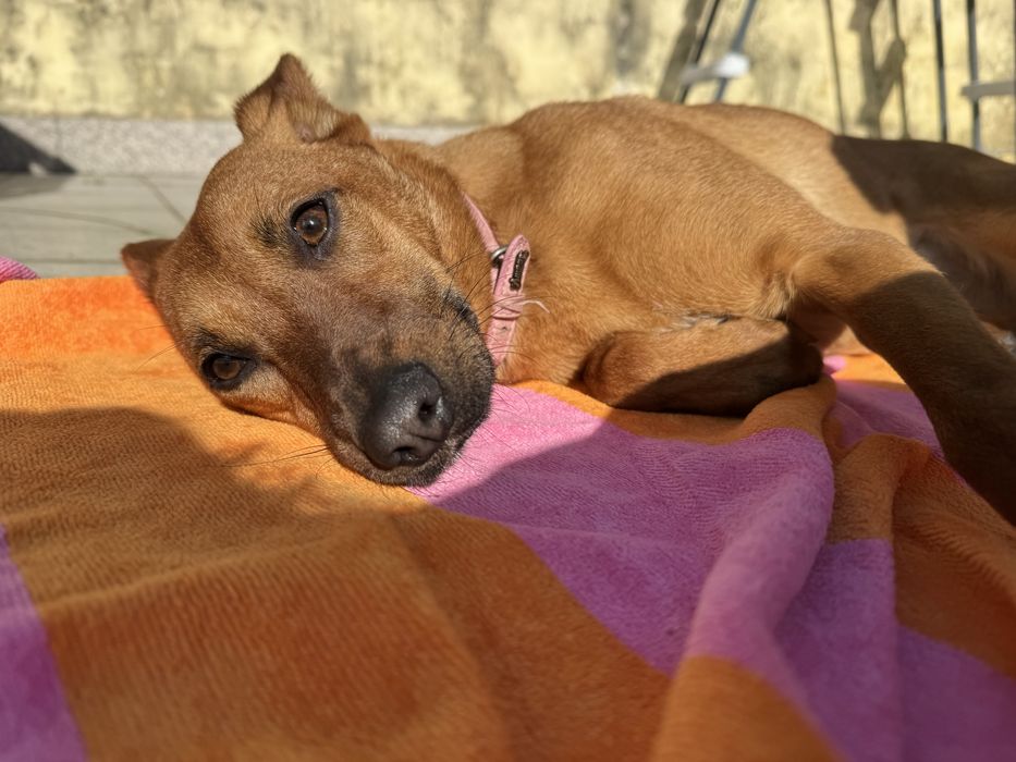 Dobbie e Sol adoção responsável