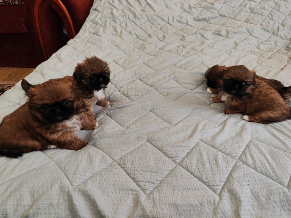 Продам Пікінесів