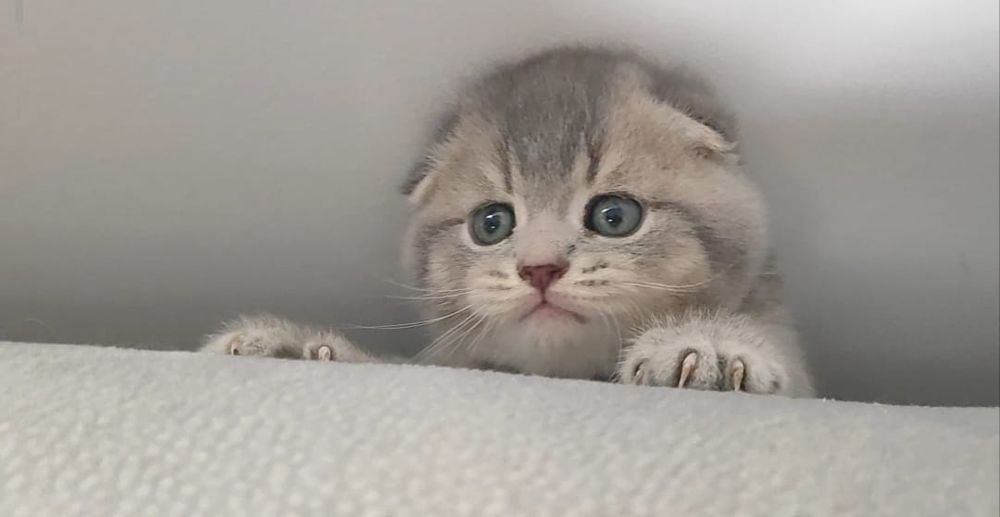 Gatinho Scottish Fold