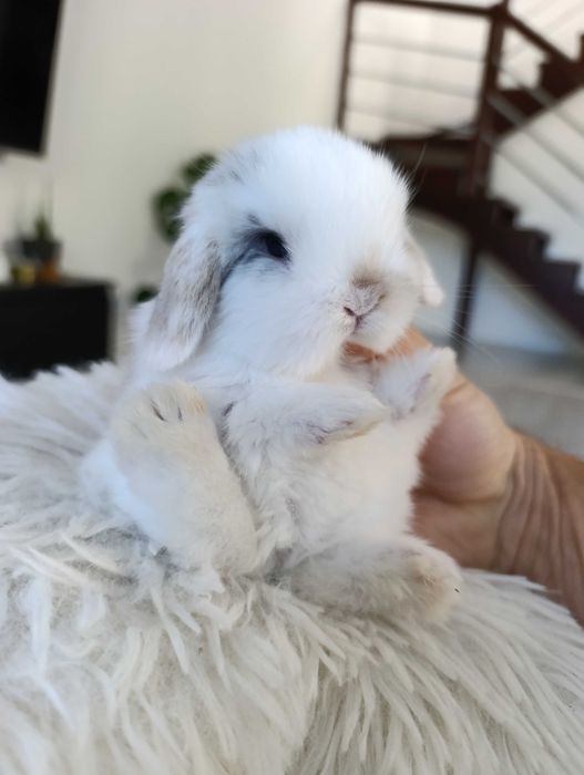 Mini lop karzełek Teddy hodowla