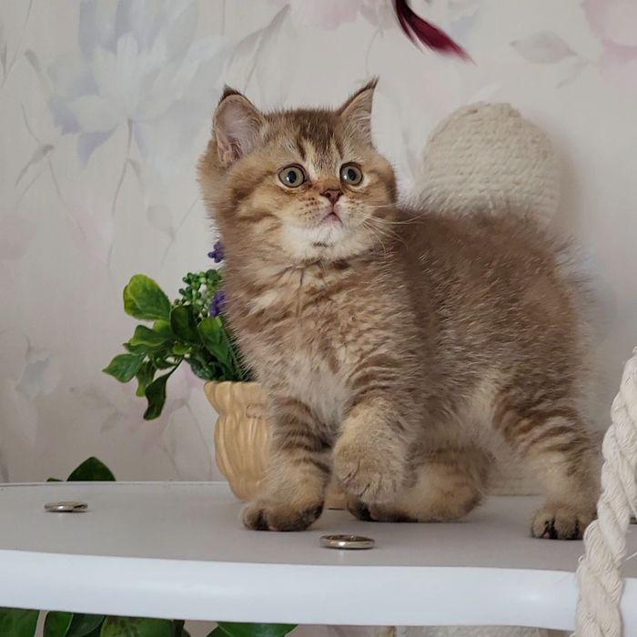 Братик та сестричка !