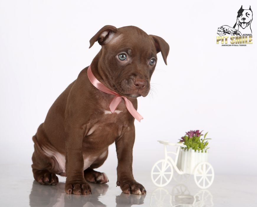 Лучшая девочка Американского Питбультерьера.Питбуль