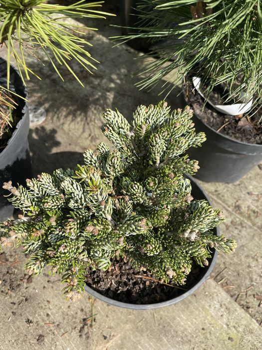 Сосни,ялини,ялівці