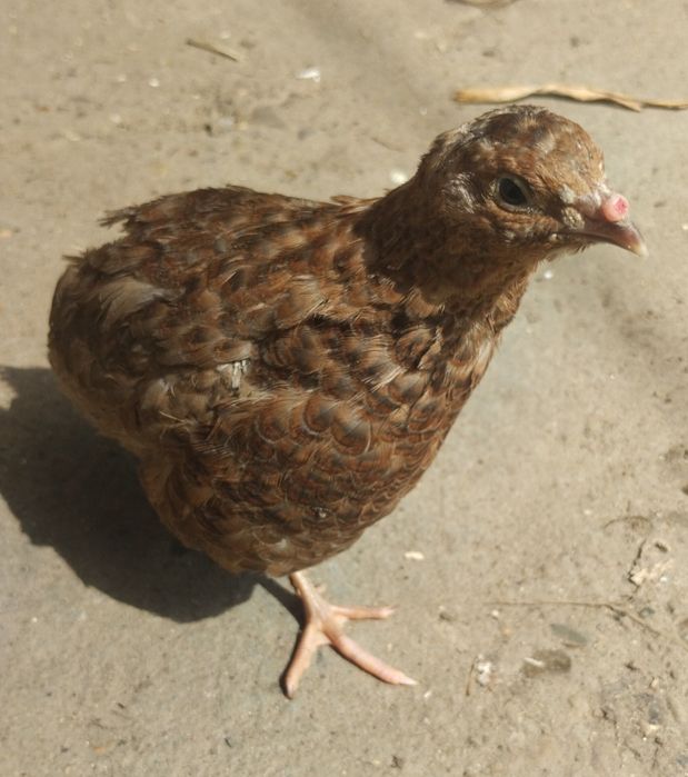 Інкубаційні яйця перепілки Селадон