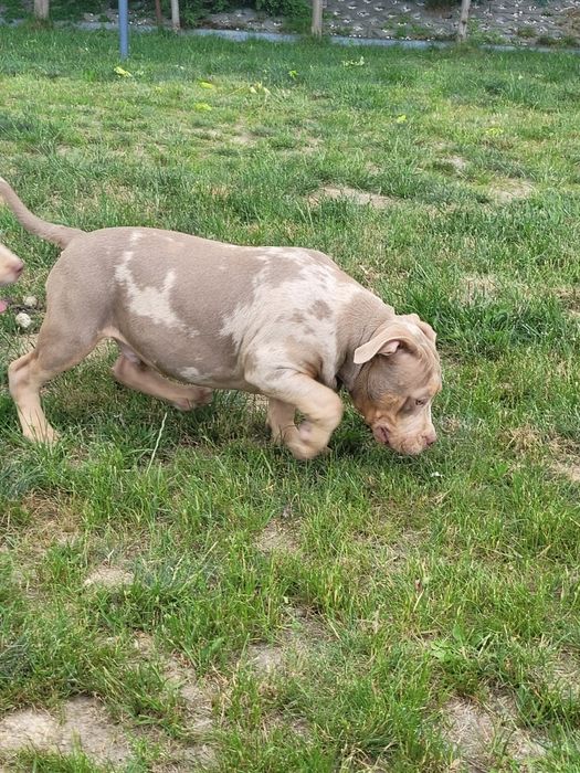 American bully lilacc tri merle